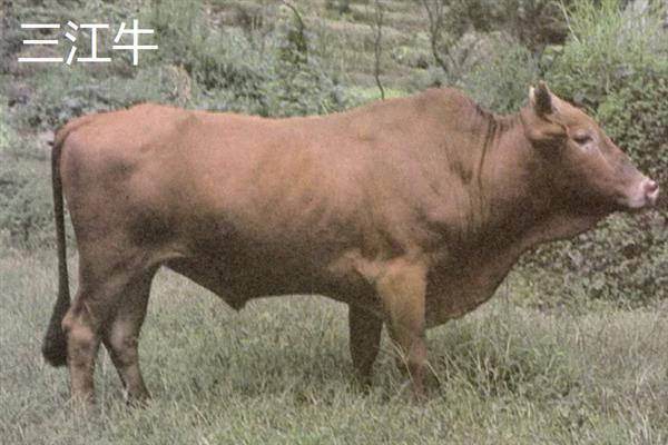 汶川的特产有哪些，有脆红李、甜樱桃、三江土腊肉等