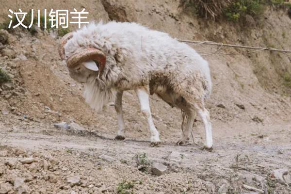 汶川的特产有哪些，有脆红李、甜樱桃、三江土腊肉等
