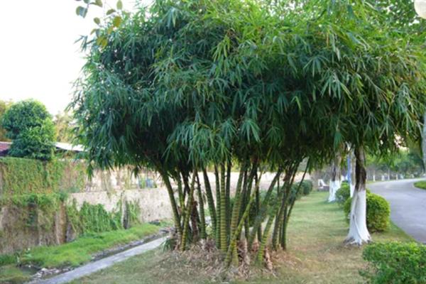 竹子一年四季是什么颜色，一年四季都常青的植物