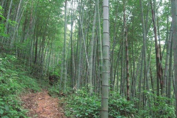 竹子一年四季是什么颜色，一年四季都常青的植物