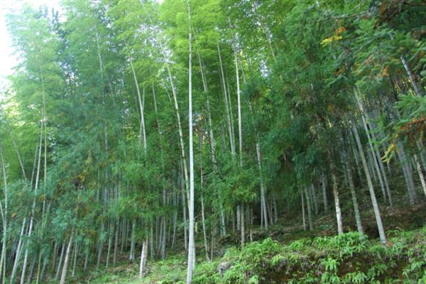 竹子一年四季是什么颜色，一年四季都常青的植物