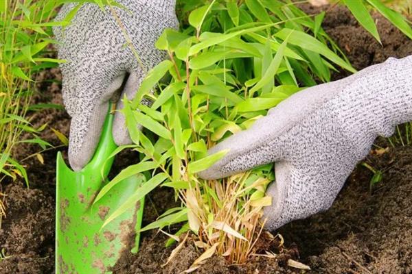 竹子一年四季是什么颜色，一年四季都常青的植物