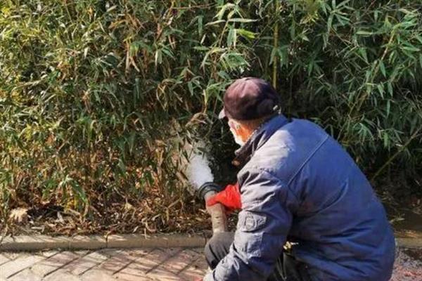 竹子一年四季是什么颜色，一年四季都常青的植物