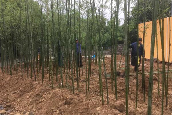 竹子一年四季是什么颜色，一年四季都常青的植物