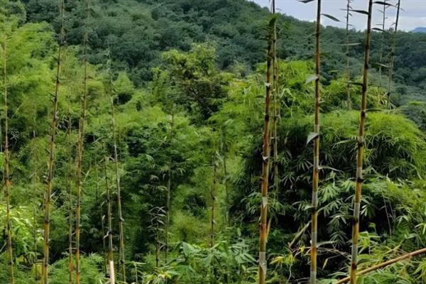 竹子一年四季是什么颜色，一年四季都常青的植物