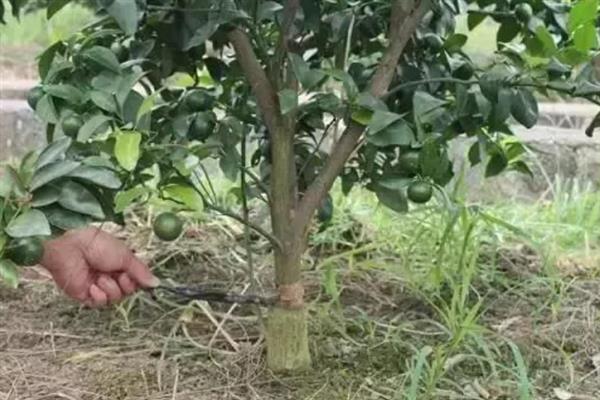 沙糖桔怎么栽培，结果树一年四季都要追肥
