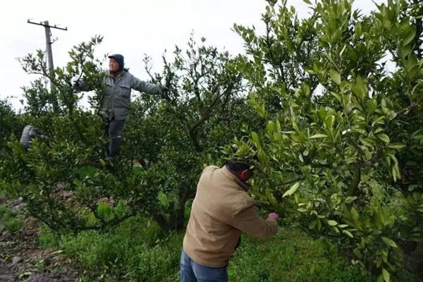 沙糖桔怎么栽培，结果树一年四季都要追肥
