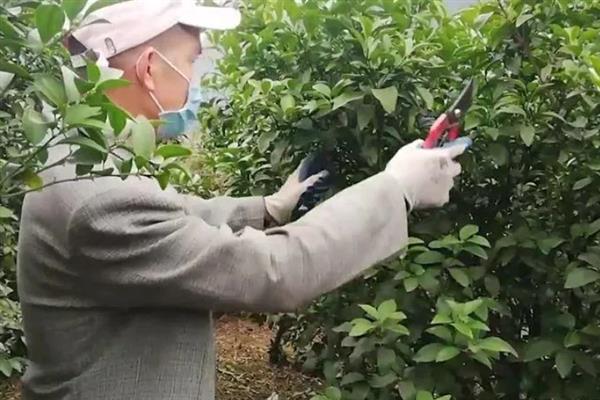 沙糖桔怎么栽培，结果树一年四季都要追肥