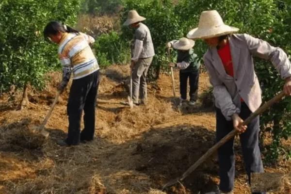 沙糖桔怎么栽培，结果树一年四季都要追肥