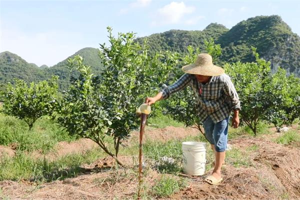 沙糖桔怎么栽培，结果树一年四季都要追肥