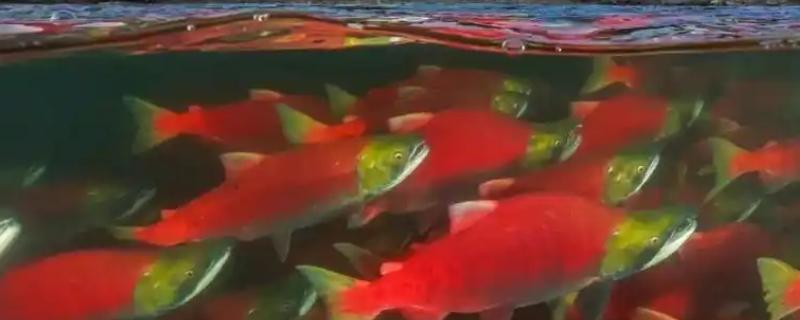 洄游的含义，是指鱼类周期性的定向往返移动