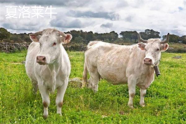 养殖肉牛的成本和利润，一头牛的年纯利为3000-6000元左右