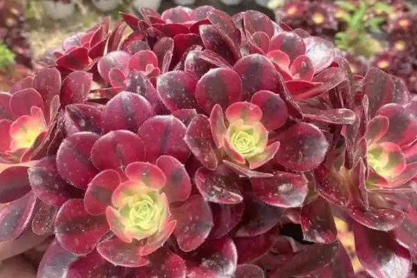 美杜莎上盆多久才能浇水，间隔4-5天才可以提供水分