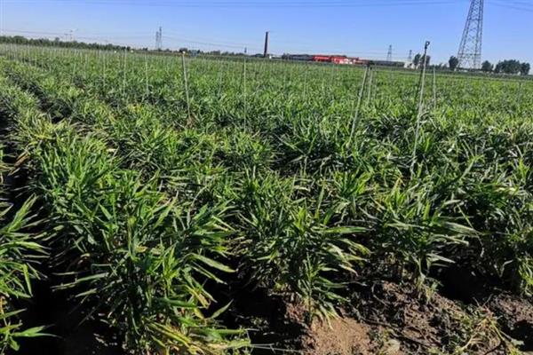 生姜高产田间管理技术，中耕除草通常是结合浇水进行