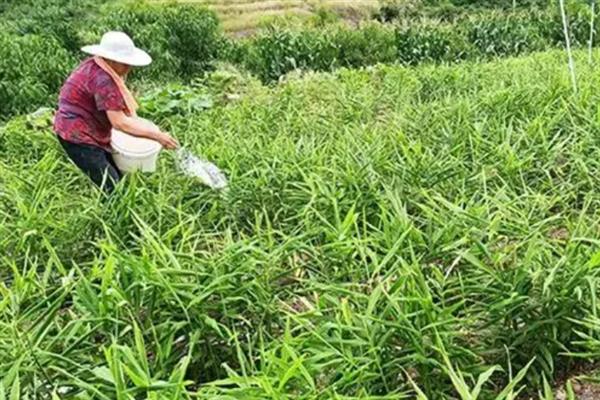 生姜高产田间管理技术，中耕除草通常是结合浇水进行