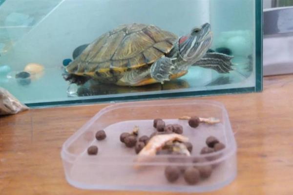 乌龟出眠需要注意什么，需要先少量投喂食物