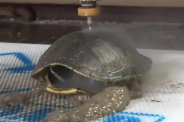 乌龟出眠需要注意什么，需要先少量投喂食物