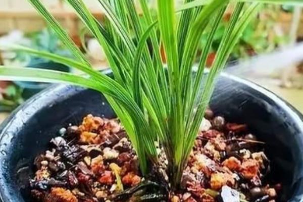 哪种兰花最好养，四季兰的适应性较强容易养殖