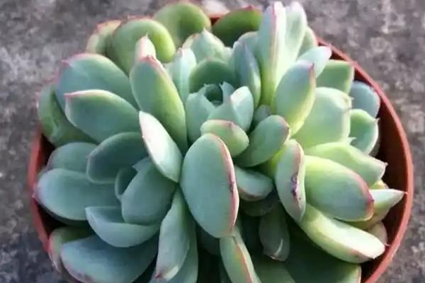多肉发霉怎么办，采取减少浇水、通风、喷药等措施
