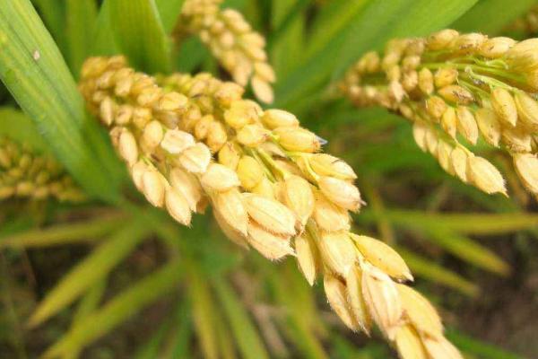 碧两优3006水稻种子特点，全生育期138.2天