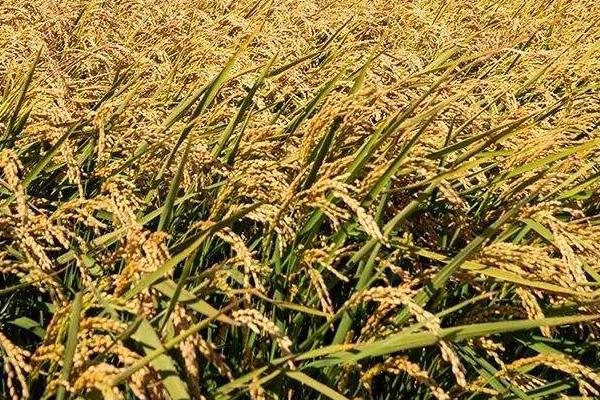 箴两优鄂莹丝苗水稻种子介绍，秧田亩播种量8-10公斤
