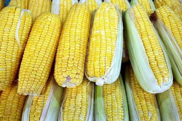 先彩甜糯558玉米种子特点，苗期注意防治地老虎等地下害虫