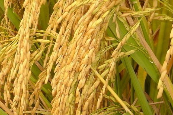 味香两优莹丝苗水稻种子简介，每亩秧田播种量8-10千克