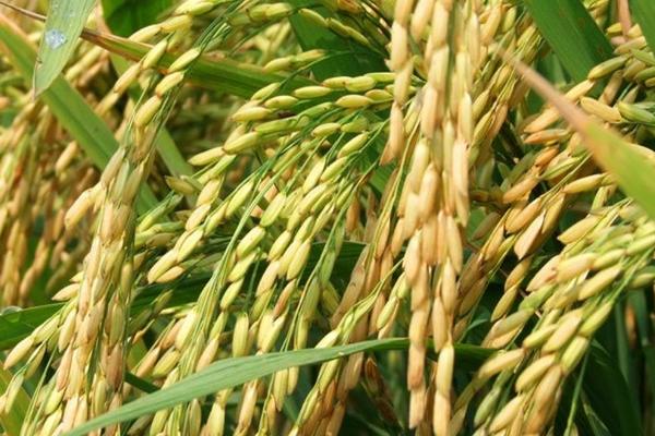 味香两优莹丝苗水稻种子简介，每亩秧田播种量8-10千克