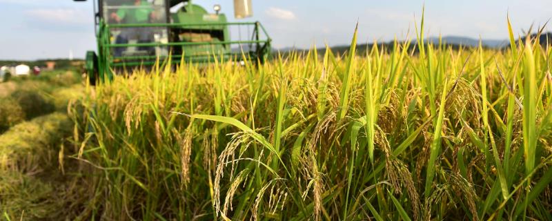 味香两优莹丝苗水稻种子简介，每亩秧田播种量8-10千克