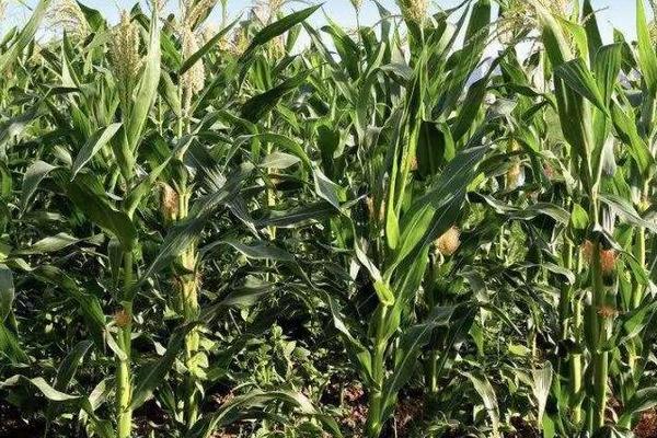 盛农玉88玉米种子特征特性，结合每亩施尿素25千克