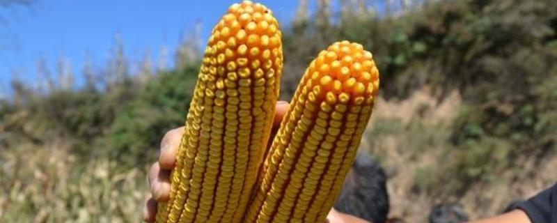 裕单201玉米品种简介，苗期防治地老虎