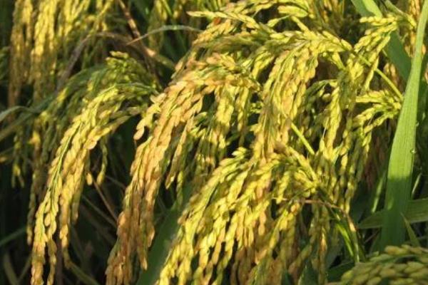 荃香优1292水稻品种的特性，全生育期早稻123.8天