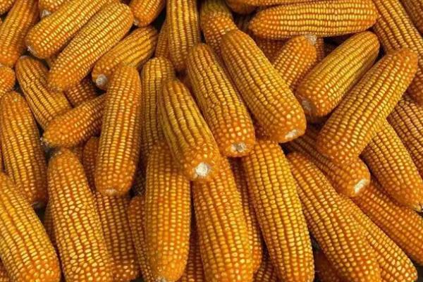 粒和玉3号（区试名称：粒和单3号）玉米种子特征特性，结合每亩施尿素20千克