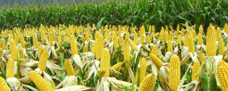 金玉473（区试名称：鑫玉473）玉米品种简介，亩密度3000-3500株