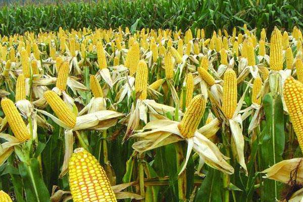 粒和玉3号（区试名称：粒和单3号）玉米种子特征特性，结合每亩施尿素20千克