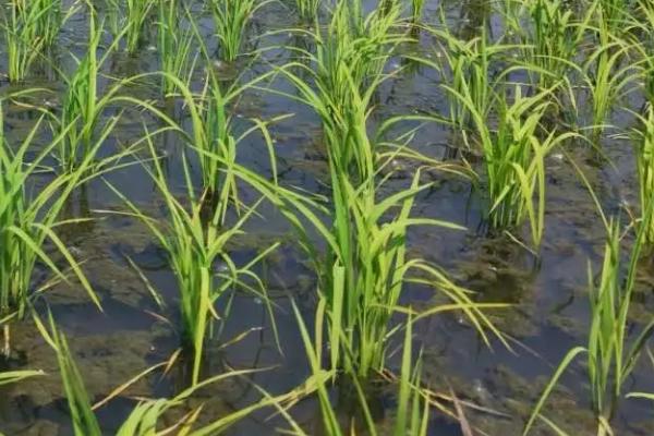甬优1507水稻种子特征特性，每亩秧田播种量10-15公斤