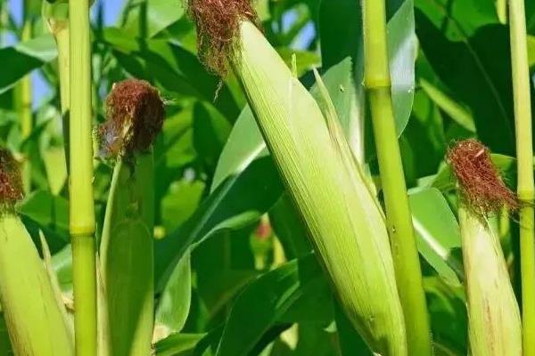 锋登玉4号玉米品种简介，播种前犁耙好地