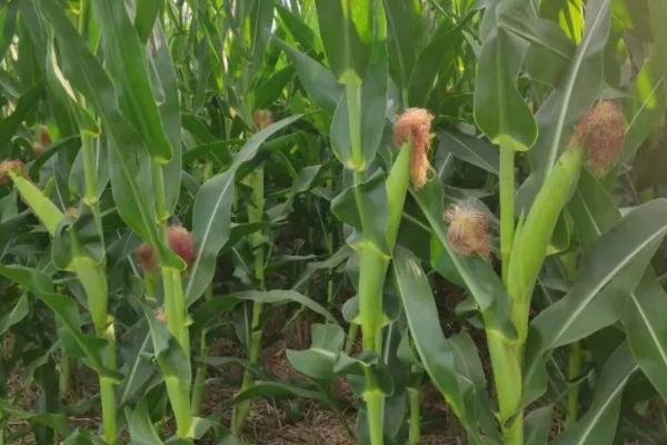 渝单909玉米品种的特性，该品种属中熟杂交玉米