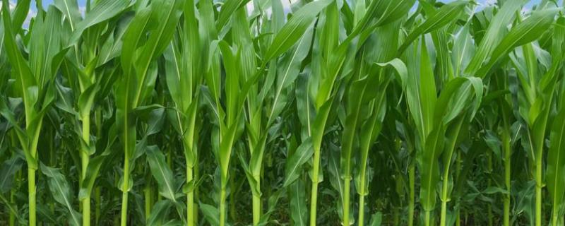 粒和玉3号（区试名称：粒和单3号）玉米种子特征特性，结合每亩施尿素20千克