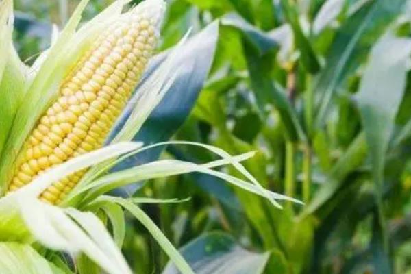 金玉473（区试名称：鑫玉473）玉米品种简介，亩密度3000-3500株