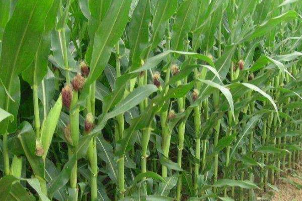 辉玉717玉米种子特征特性，亩种植密度5500株