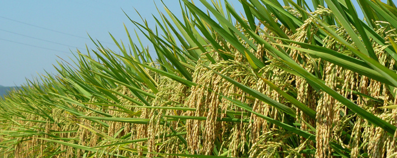 华浙优210水稻品种的特性，秧田播种量每亩14.0千克