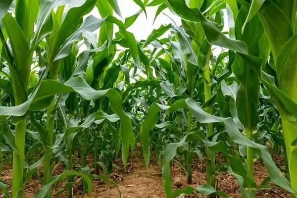 敦科026玉米种子特征特性，种植密度每亩5000株