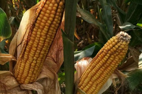 SSC1618玉米种子介绍，基肥应每亩施40千克