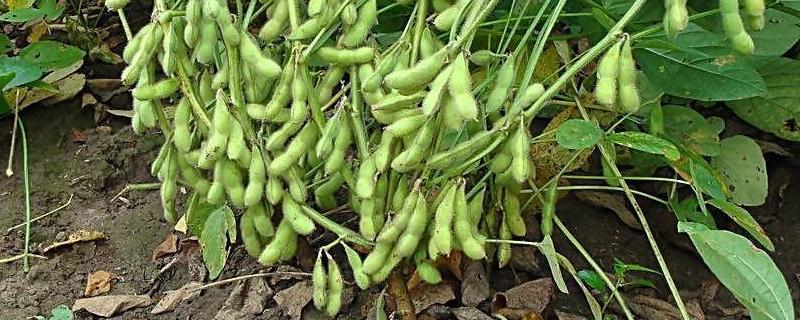 齐黄35大豆种子简介，春大豆中熟品种