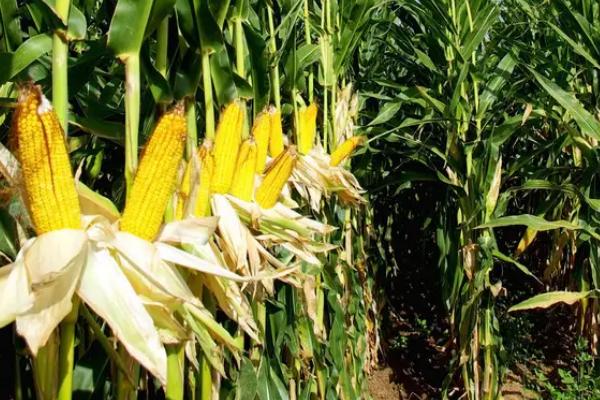 陇硕298玉米种子特点，种植密度每亩5500株