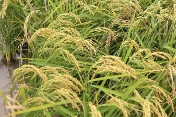 华浙优210水稻品种的特性，秧田播种量每亩14.0千克