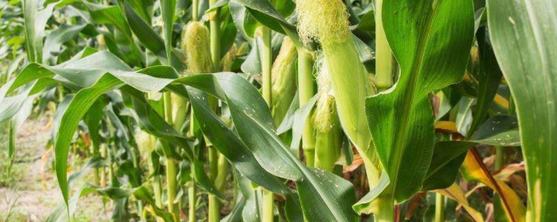 丰源916玉米种子介绍，种植密度每亩5500株