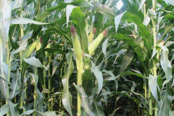 丰源916玉米种子介绍，种植密度每亩5500株