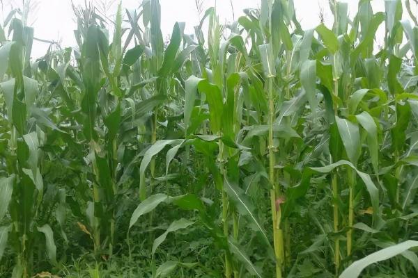 陇硕298玉米种子特点，种植密度每亩5500株